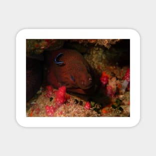 Eel in a Reef Magnet