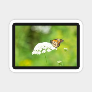 The Monarch on Queen Anne's Lace Magnet