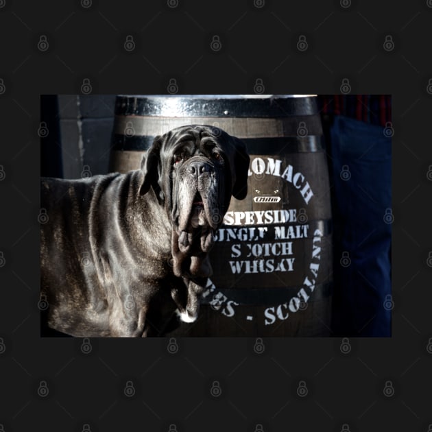 Whiskey dog / Swiss Artwork Photography by RaphaelWolf