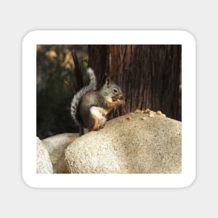 Douglas squirrel, Sierra Nevada Mountains, California Magnet