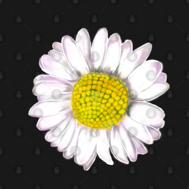 White daisy Bellis perennis wildflower close up by Artonmytee