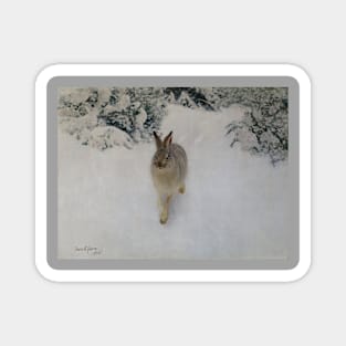 Hare in Winter by Bruno Liljefors Magnet