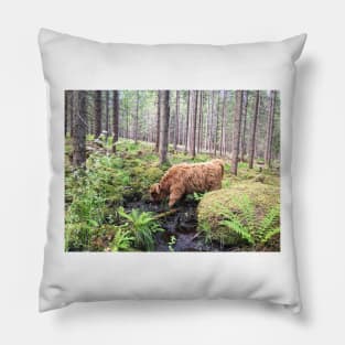 Scottish Highland Cattle Calf 1800 Pillow