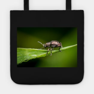 A metallic leaf beetle (Nodina sp) on a leaf with morning dew Tote