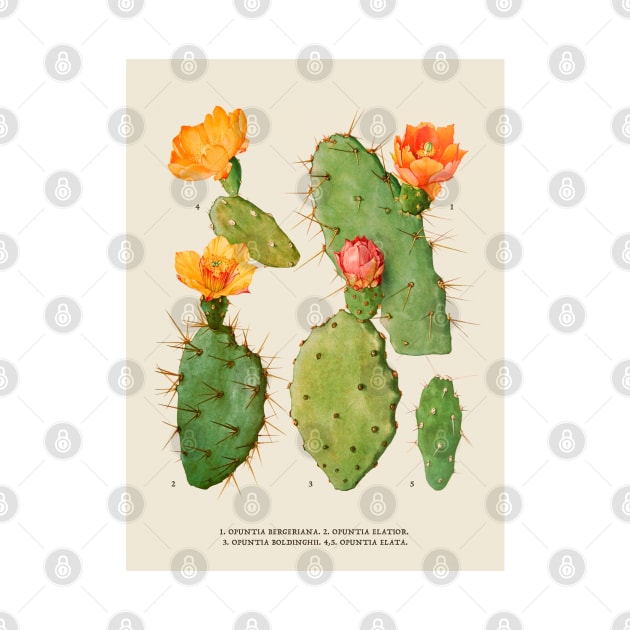 Cactus Antique Botanical Illustration by Antiquated Art