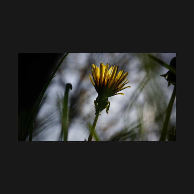 Back-lit Dandelion Flower by 1Redbublppasswo