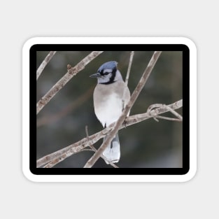 Bluejay on a Branch Magnet