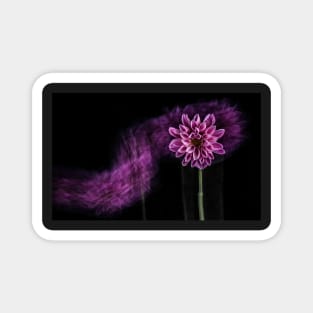 Pink Chrysanthemum Flower with Motion Blur and Black Background Magnet