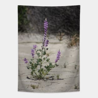 Purple Lupine in the Desert Oasis Tapestry