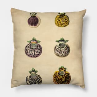 Calceolaires Varieties With Details Pillow