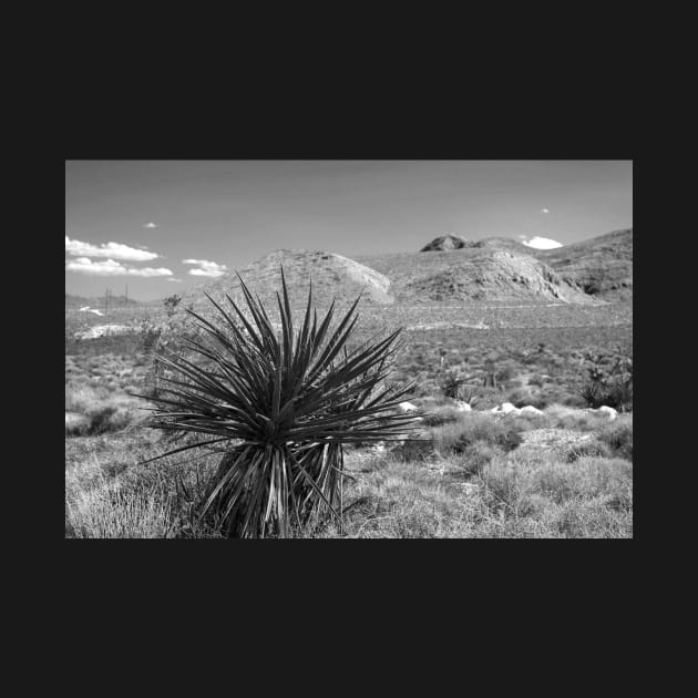 Desert Landscape by Rob Johnson Photography