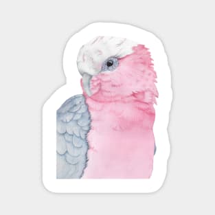 rosalbin galah cockatoo pink watercolor portrait Magnet