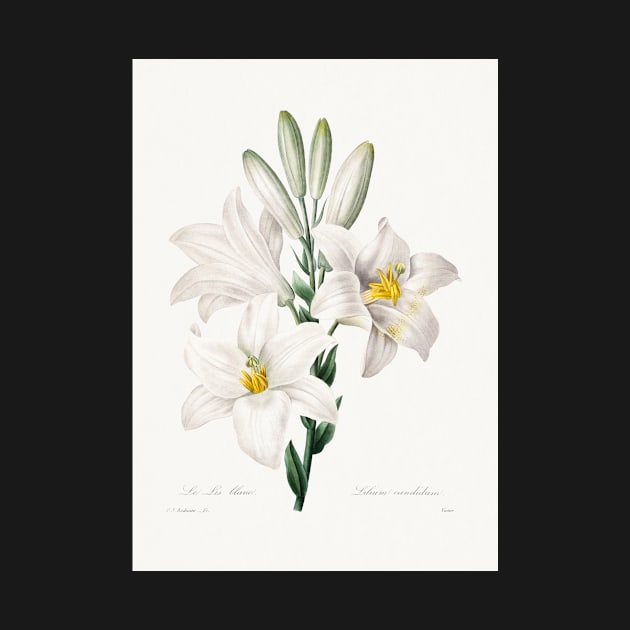 whiteflower painting (1827) by Pierre-Joseph Redouté by T-SHIRT-2020