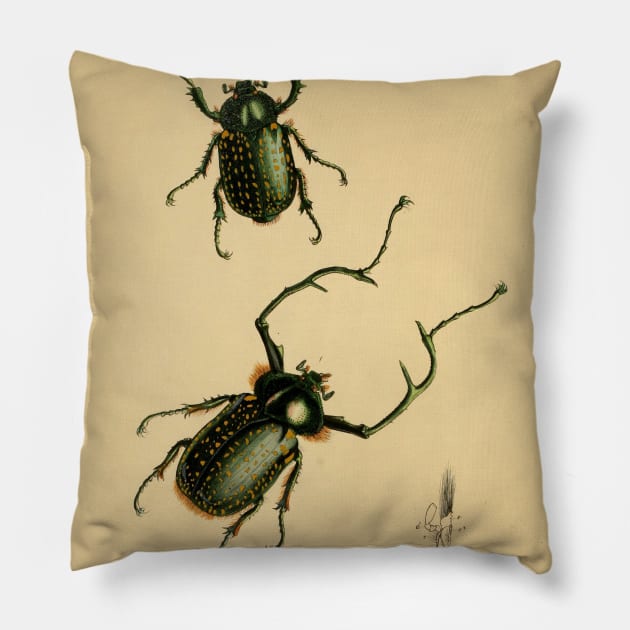 Euchirus Macleah: Stunning Insect Illustration Pillow by ptMaker