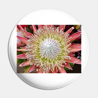 Protea Hawaii 2 Pin