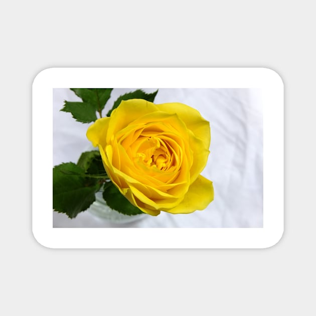 yellow rose Magnet by goldyart