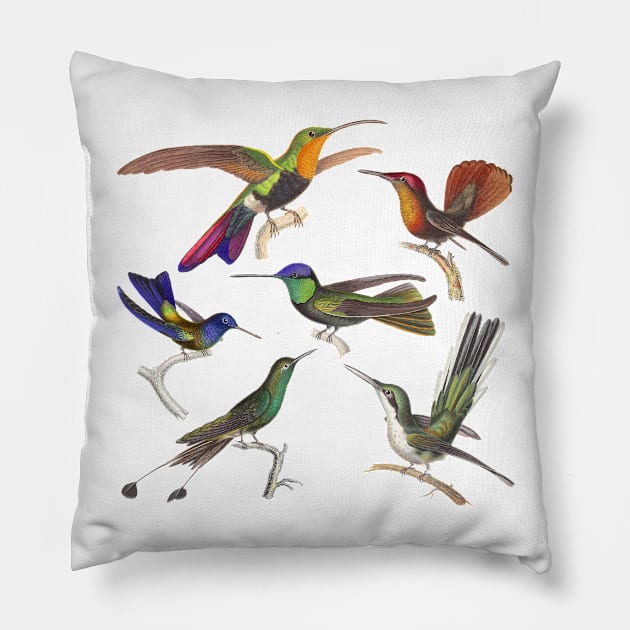 Six Hummingbird Species Pillow by AntiqueImages