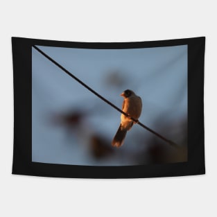 Noisy Miner bird on a wire Tapestry