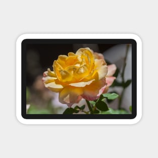 Yellow Rose Magnet