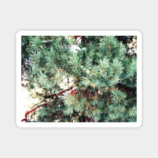 pine tree Magnet