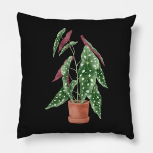 Begonia maculata plant | Polka dot plant Pillow