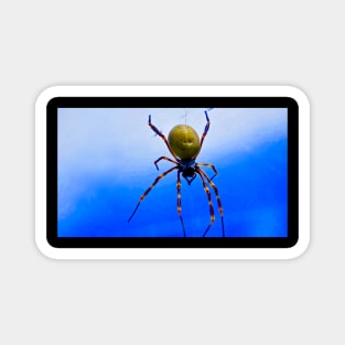 The Golden Orb Weaver Spider Magnet