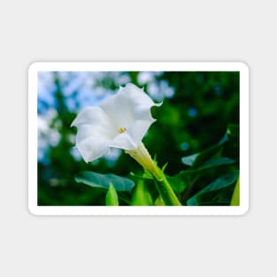 Datura Flower Photograph Magnet