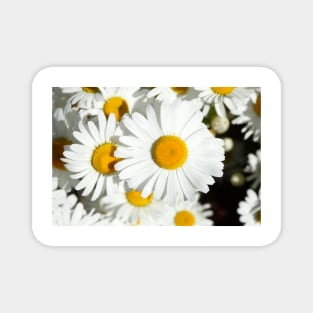 daisies Magnet