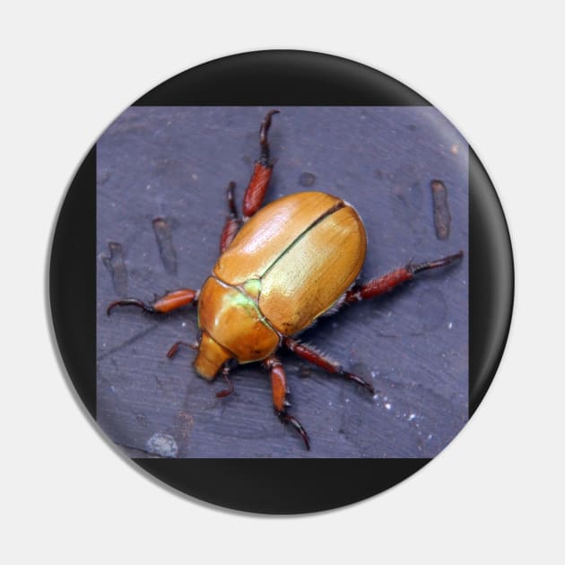 Christmas Beetle  - South Australia Pin by MagpieSprings