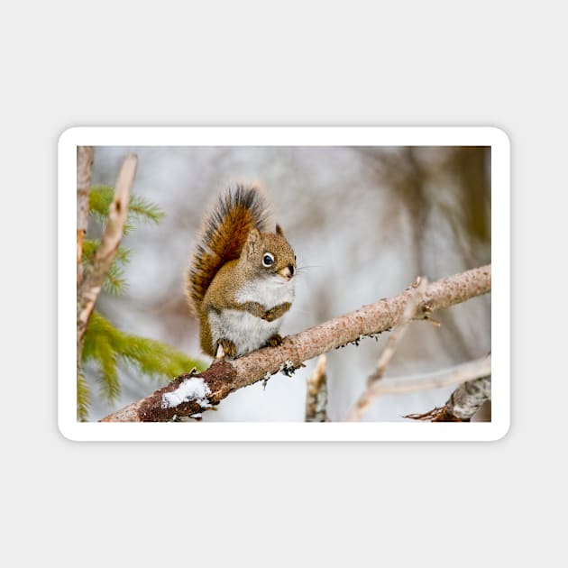 Red Squirrel Magnet by jaydee1400