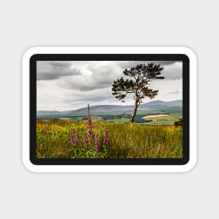 Lone Tree and Cheviots Magnet