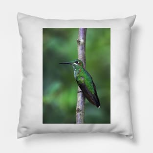 Green-Crowned Brilliant Hummingbird - Costa Rica Pillow