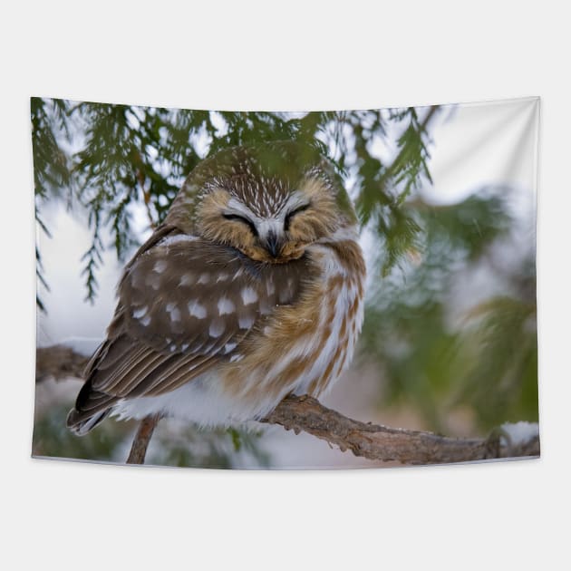 Sleeping Northern Saw Whet Owl - Ottawa, Ontario Tapestry by jaydee1400