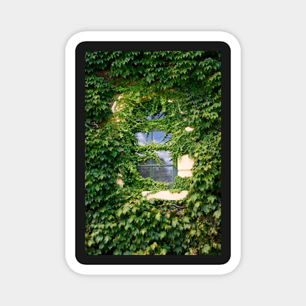 Ivy covered window Magnet by jwwallace