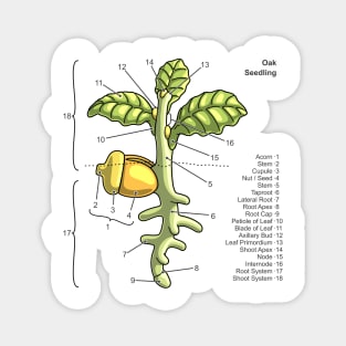 Oak Seedling Diagram Magnet