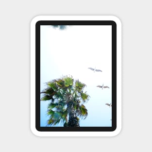 Dream-like Palm and Pelicans Flying Overhead Magnet