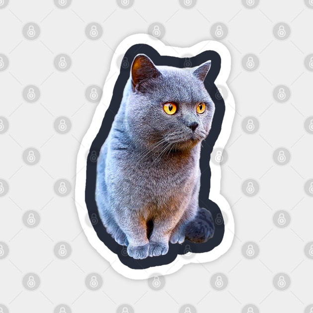 British Shorthair Cat Blue Magnet by ElegantCat