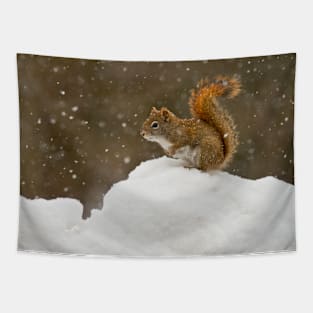 Red Squirrel On Snow Bank Tapestry