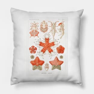 Asteridea - Ernst Haeckel Pillow