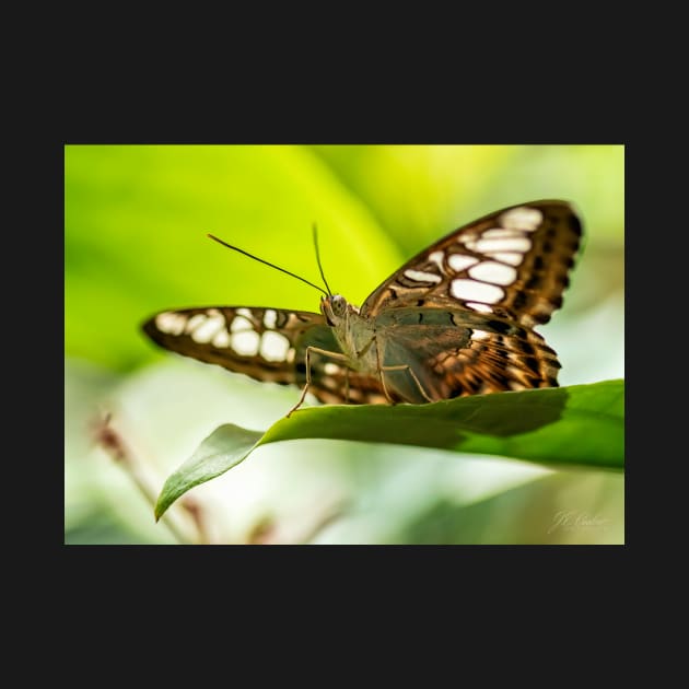 Butterfly on a Leaf by jecphotography