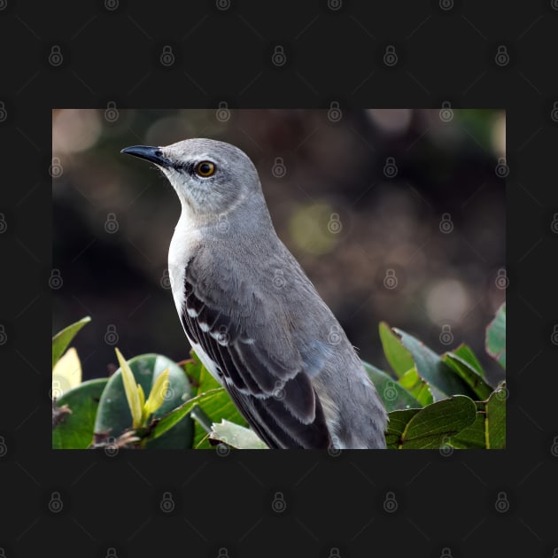 State Bird Northern Mockingbird by jillnightingale