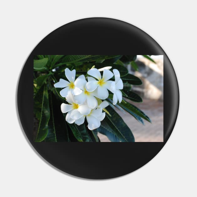 Frangipani or Yellow and White Plumeria flowers, Barbados, WI Pin by zwrr16