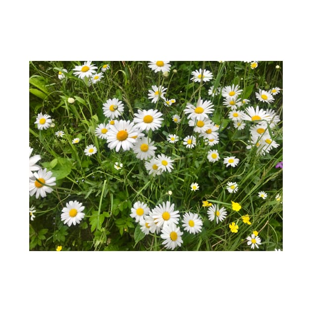 Daisies, just Daisies by ephotocard