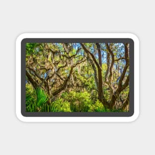 Cumberland Island National Seashore Magnet