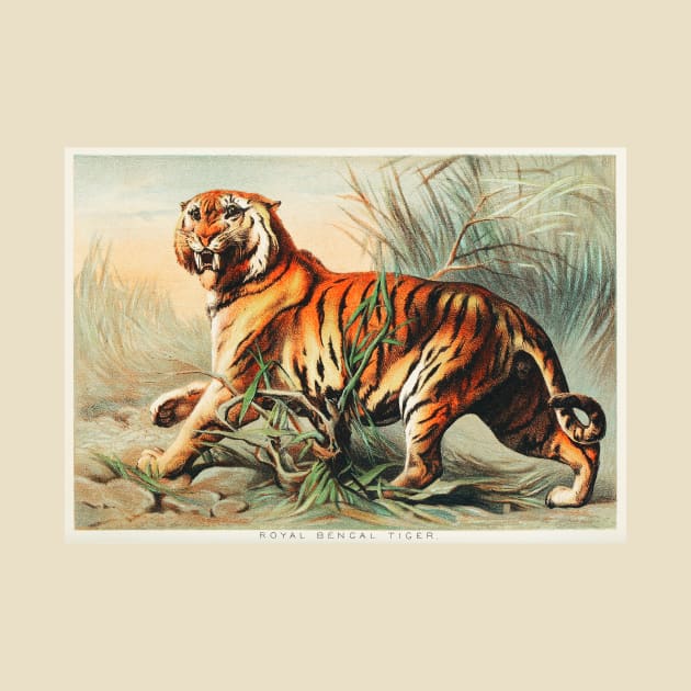 Royal Bengal Tiger (1880) by WAITE-SMITH VINTAGE ART