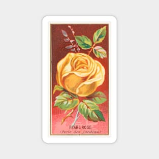 Pearl Rose (Perle des jardins) Magnet