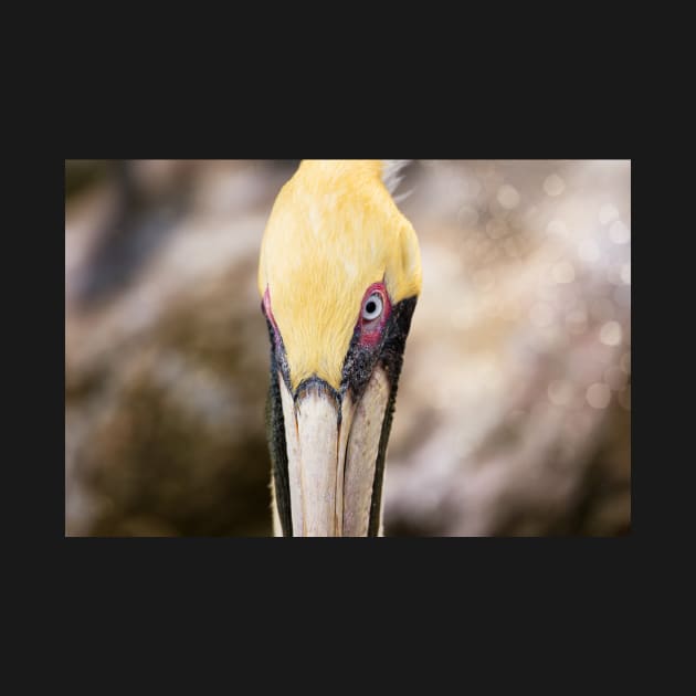 Pelican Portrait by JeffreySchwartz