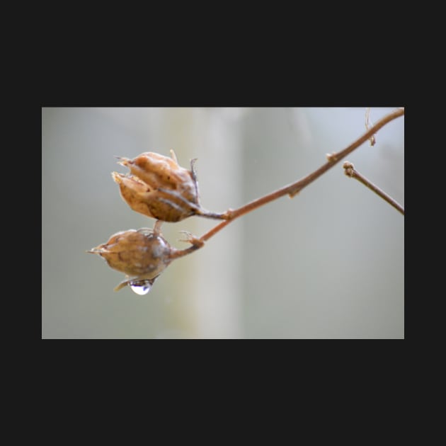 Rose of Sharon branch ~ prior to Spring by LaurieMinor