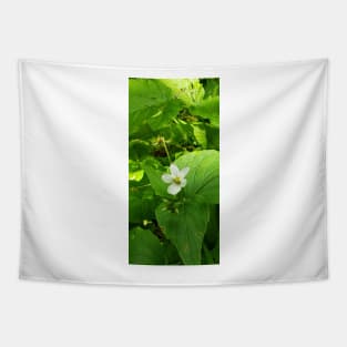 Small white flower on the forest floor Tapestry