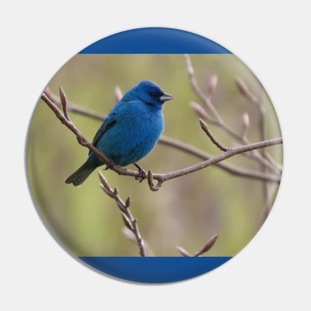 Indigo Bunting No.1 Pin by MaryLinH